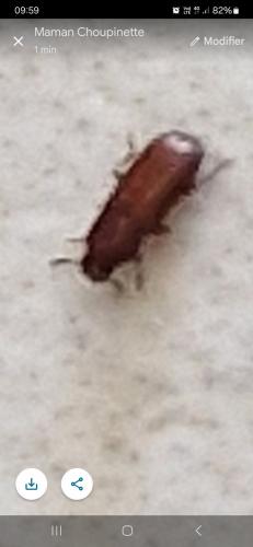Tribolium sp.
