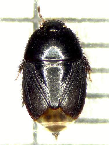 Geotomus petiti