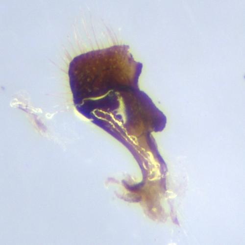 Geotomus petiti