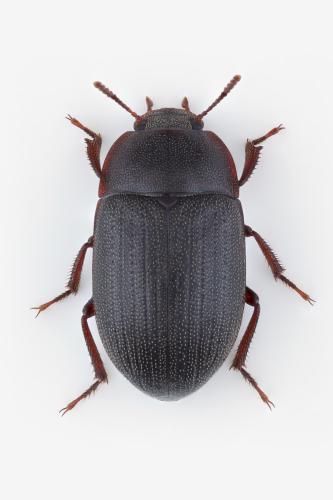 Clitobius oblongiusculus