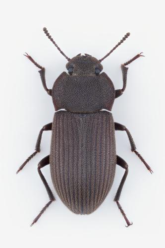 Réf. 342 118 : Gonocephalum besnardi