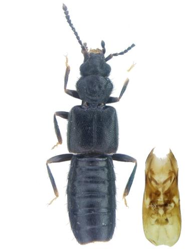 Thinodromus arcuatus