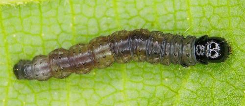 Réf. 342 119 : Archips sp.