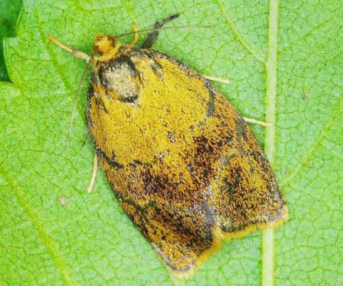 Réf. 342 593 : Ptycholoma lecheana