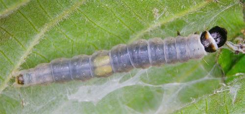 Réf. 342 690 : Archips sp.