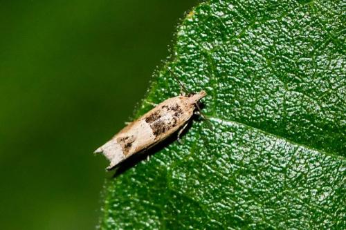 Crocidosema plebejana