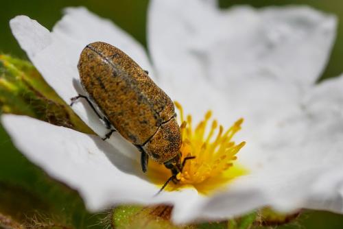 Réf. 342 230 : Mycterus curculioides