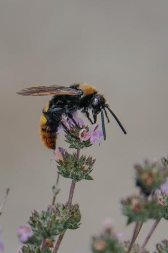 Réf. 342 721 : Megascolia maculata