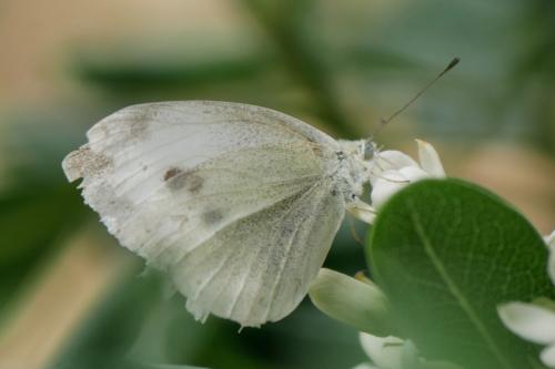 Pieris rapae