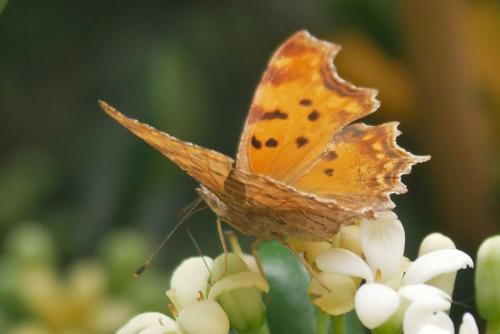 Polygonia egea