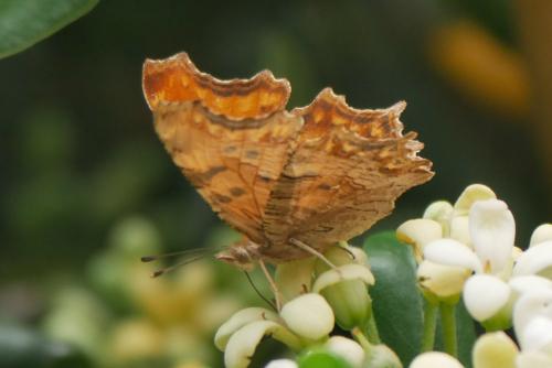 Polygonia egea