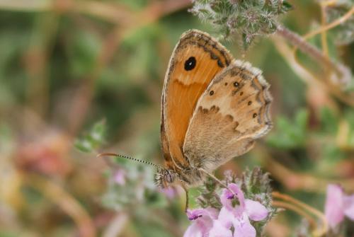 Coenonympha thyrsis