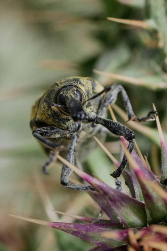 Réf. 342 917 : Larinus latus