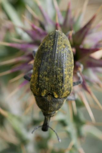 Réf. 342 918 : Larinus latus