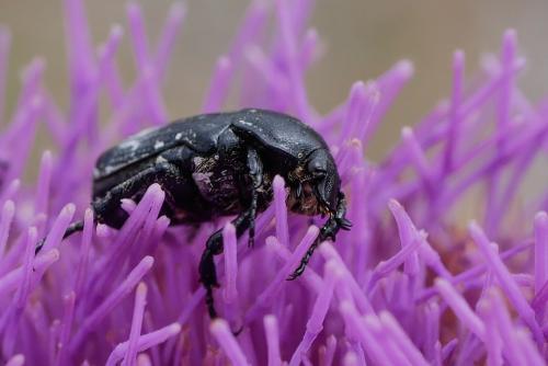 Réf. 342 916 : Oxythyrea cinctella