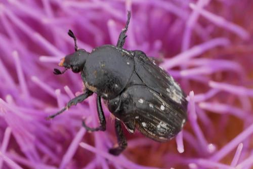 Réf. 342 915 : Oxythyrea cinctella