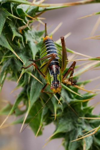 Poecilimon cretensis