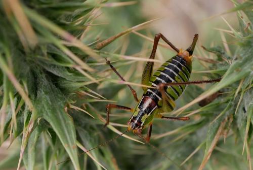 Réf. 342 919 : Poecilimon cretensis