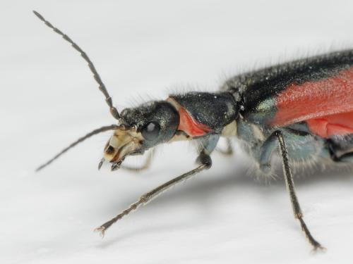 Malachius aeneus