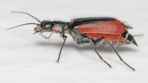 Réf. 342 261 : Malachius aeneus
