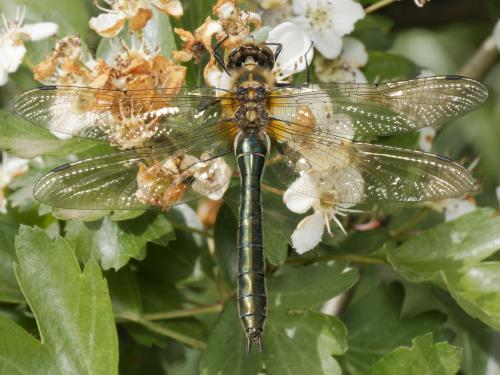 Réf. 342 288 : Cordulia aenea