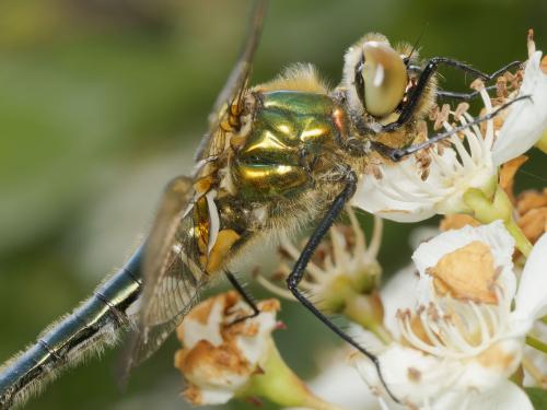 Réf. 342 289 : Cordulia aenea