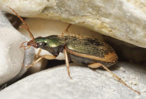 Réf. 342 438 : Chlaenius vestitus