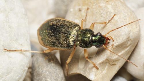 Réf. 342 439 : Chlaenius vestitus