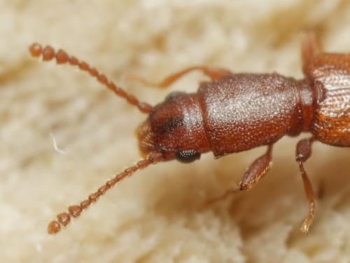 Silvanus unidentatus