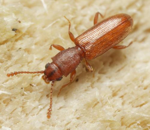 Silvanus unidentatus