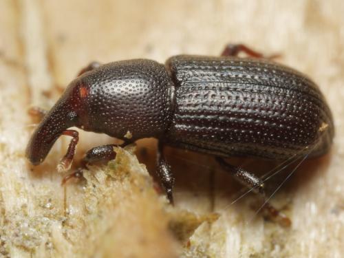 Phloeophagus lignarius