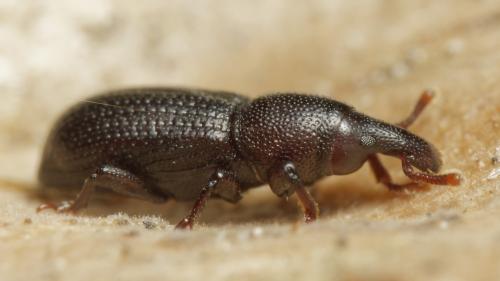 Phloeophagus lignarius