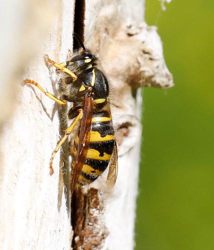 Dolichovespula sp.