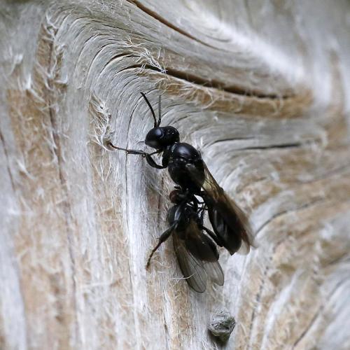 Crossocerus sp.