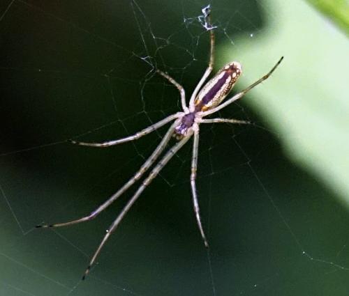 Tetragnatha sp.