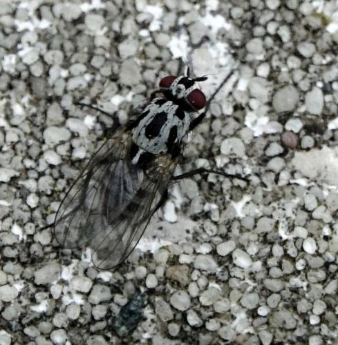 Réf. 342 049 : Anthomyia sp.