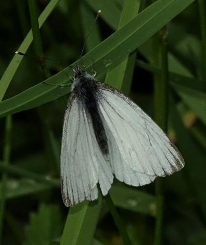Réf. 342 687 : Pieris napi