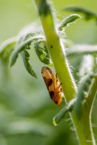 Philaenus spumarius