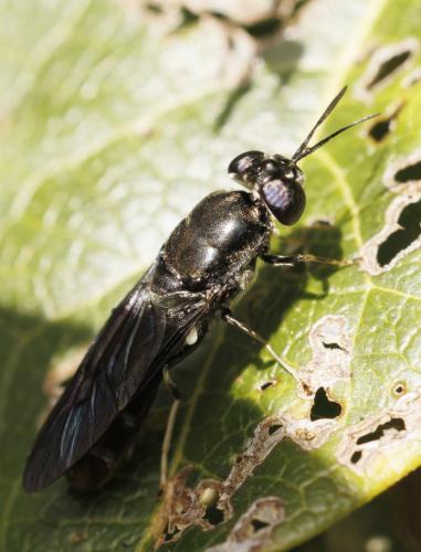 Hermetia illucens