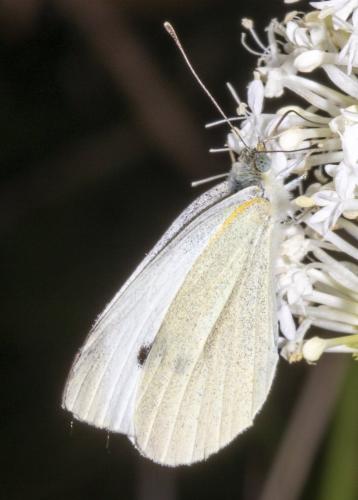 Réf. 342 104 : Pieris rapae