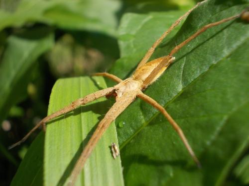 Réf. 342 407 : Pisaura mirabilis