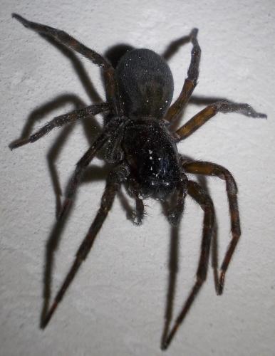 Amaurobius (erberi-ferox)