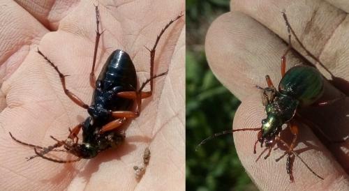 Carabus auratus