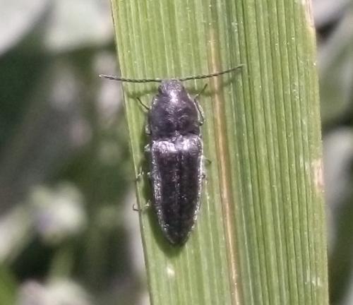 Réf. 342 095 : Cidnopus pilosus