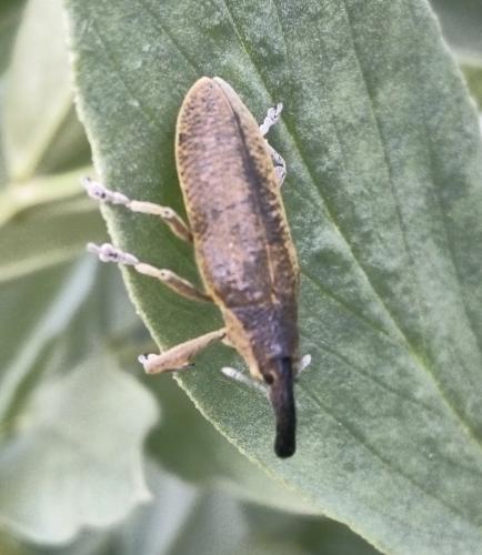 Lixus sp.