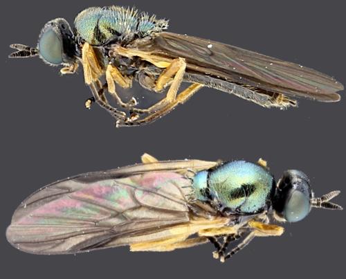 Beris chalybata