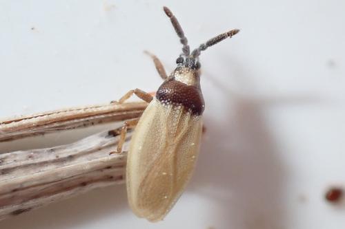 Catoplatus horvathi