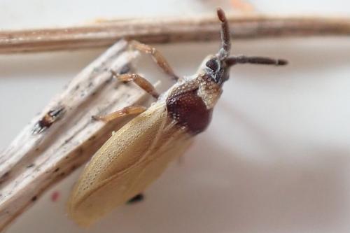 Catoplatus horvathi