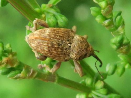 Réf. 342 979 : Curculio sp.