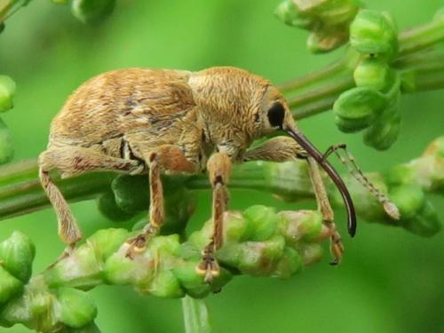 Réf. 342 977 : Curculio sp.